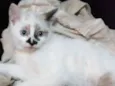 Lola