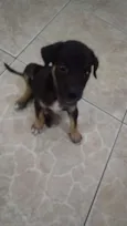 Lilica