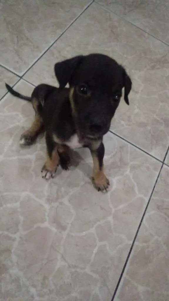 Cachorro raça Srd idade Abaixo de 2 meses nome Lilica