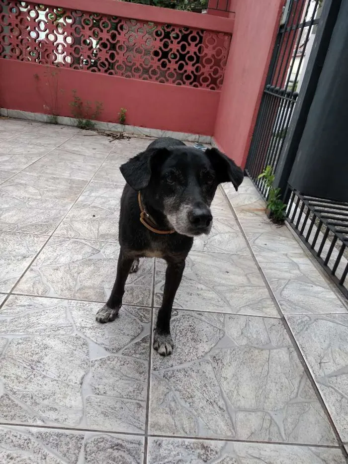 Cachorro ra a Srd idade 6 ou mais anos nome Neston (demos o nome