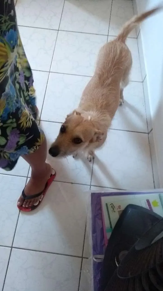 Cachorro ra a Srd idade 5 anos nome Dulce