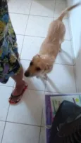Dulce