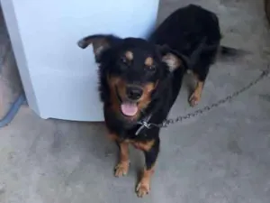 Cachorro raça Brasileiro  idade 2 a 6 meses nome Sem nome