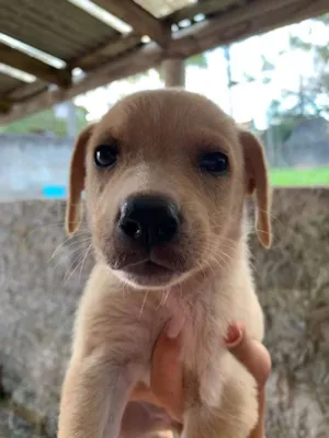 Cachorro raça  idade 2 a 6 meses nome Mel