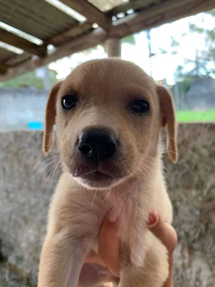 Cachorro ra a  idade 2 a 6 meses nome Mel