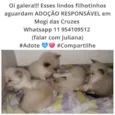 Lindos Filhotes