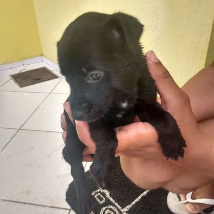 Cachorro ra a Vira lata idade Abaixo de 2 meses nome Sem nome