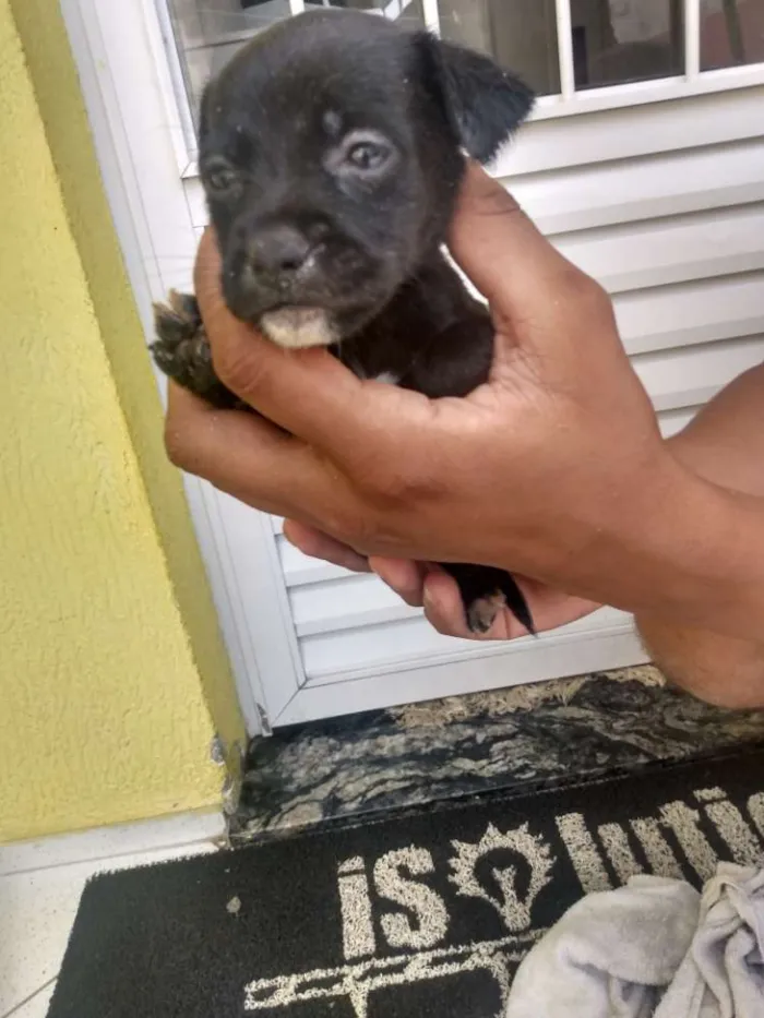 Cachorro ra a Vira lata idade Abaixo de 2 meses nome Sem nome