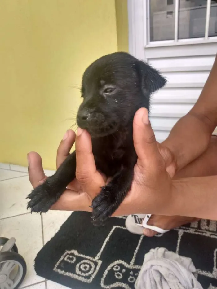 Cachorro ra a Vira lata idade Abaixo de 2 meses nome Sem nome