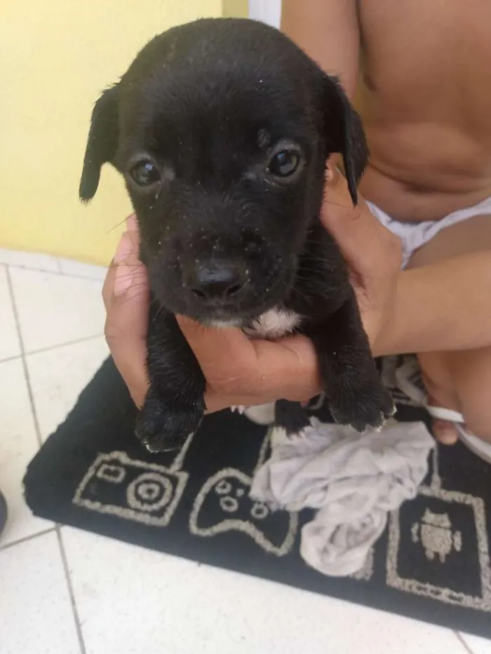 Cachorro ra a Vira lata idade Abaixo de 2 meses nome Sem nome