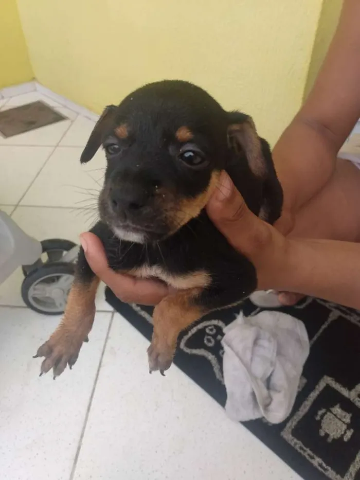 Cachorro ra a Vira lata idade Abaixo de 2 meses nome Sem nome