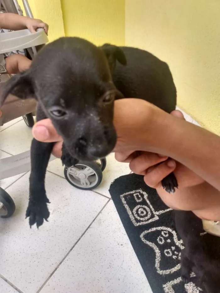 Cachorro ra a Vira lata idade Abaixo de 2 meses nome Sem nome