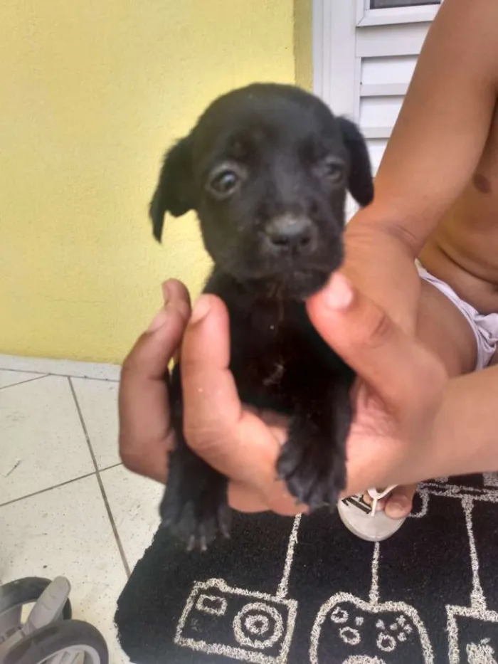 Cachorro ra a Vira lata idade Abaixo de 2 meses nome Sem nome