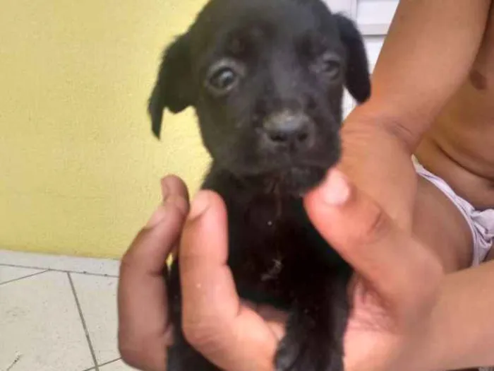 Cachorro ra a Vira lata idade Abaixo de 2 meses nome Sem nome