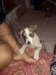 Doguinho
