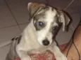 Doguinho