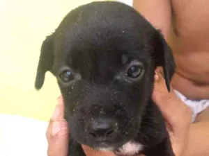 Cachorro raça Vira lata idade Abaixo de 2 meses nome Sem nome