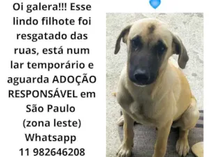 Cachorro raça  idade 7 a 11 meses nome Cachorrinho Lindo