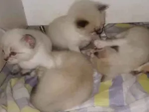 Gato raça  idade 2 a 6 meses nome Lindos Filhotes