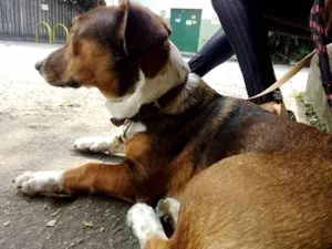 Cachorro raça Srd idade 7 a 11 meses nome Bolota