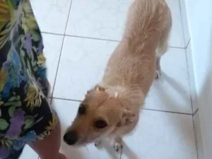 Cachorro raça Srd idade 5 anos nome Dulce