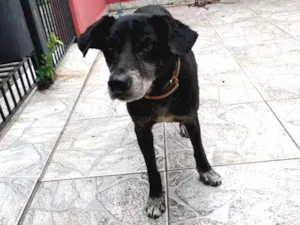 Cachorro raça Srd idade 6 ou mais anos nome Neston (demos o nome