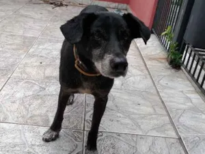 Cachorro raça Srd idade 6 ou mais anos nome Neston (demos o nome