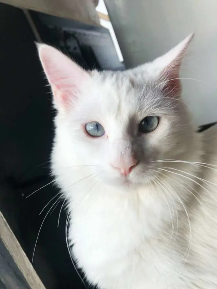 Gato ra a Srd idade 1 ano nome Nina