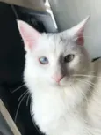 Nina