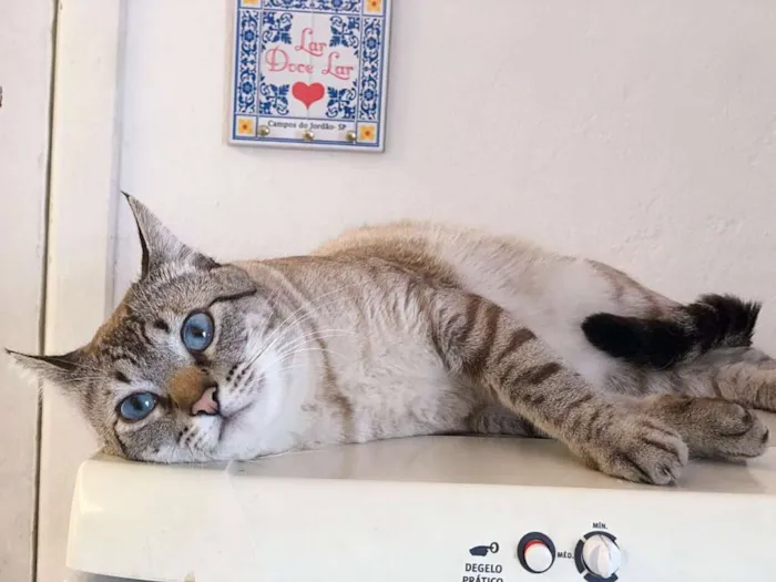 Gato ra a Srd idade 1 ano nome Strogonoff