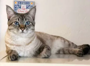 Gato raça Srd idade 1 ano nome Strogonoff
