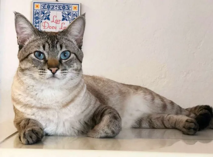 Gato ra a Srd idade 1 ano nome Strogonoff