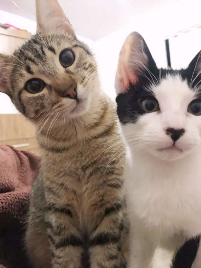 Gato ra a Srd idade 7 a 11 meses nome Kibe e Samurai