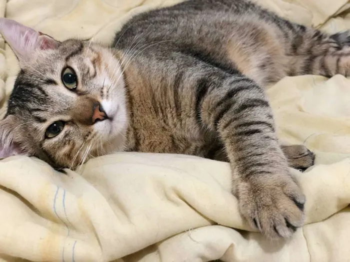Gato ra a Srd idade 7 a 11 meses nome Kibe e Samurai