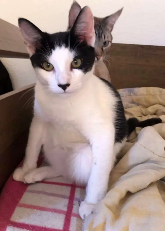 Gato ra a Srd idade 7 a 11 meses nome Kibe e Samurai