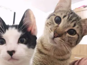 Gato raça Srd idade 7 a 11 meses nome Kibe e Samurai