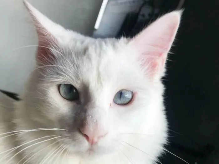 Gato ra a Srd idade 1 ano nome Nina