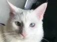 Nina