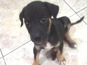 Cachorro raça Srd idade Abaixo de 2 meses nome Lilica