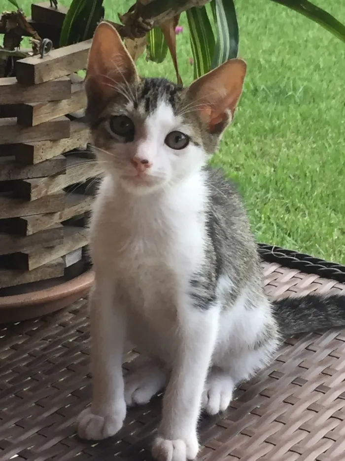 Gato ra a Sem raça idade 2 a 6 meses nome SemNome