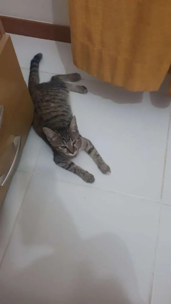 Gato ra a Sem raça definida  idade 2 a 6 meses nome Tigresa