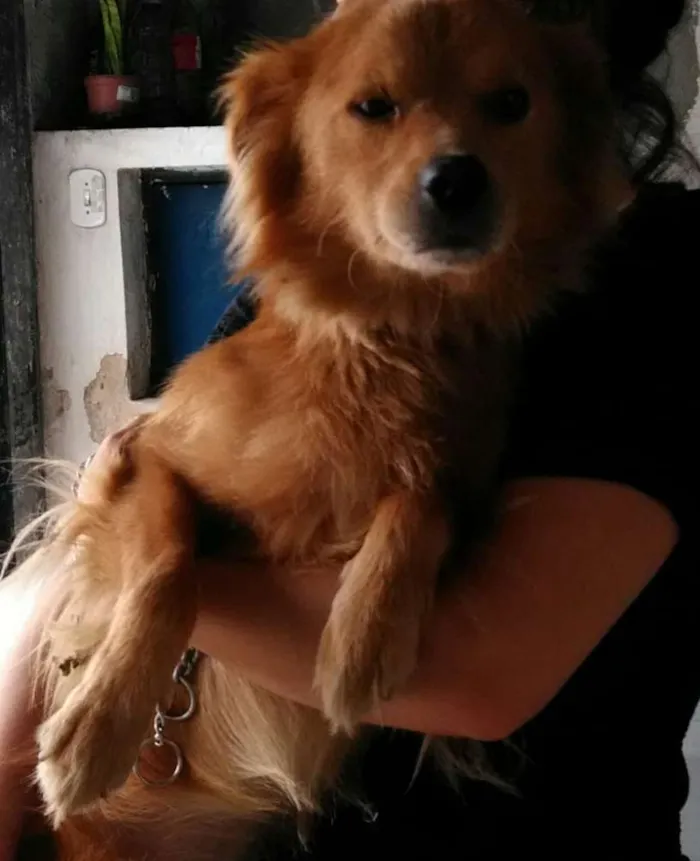 Cachorro ra a Dourado idade 1 ano nome Bob