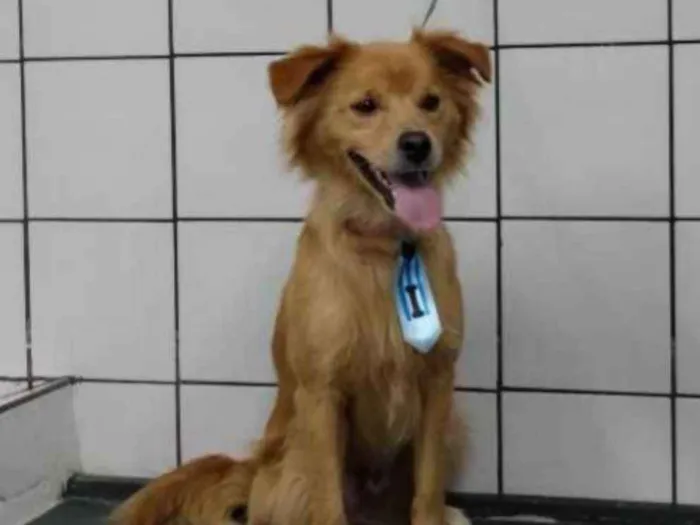 Cachorro ra a Dourado idade 1 ano nome Bob