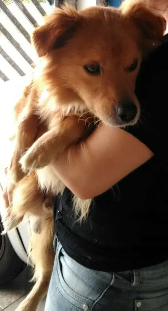 Cachorro ra a Dourado idade 1 ano nome Bob