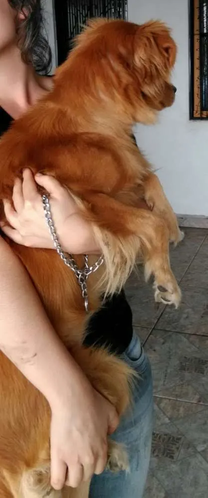 Cachorro ra a Dourado idade 1 ano nome Bob