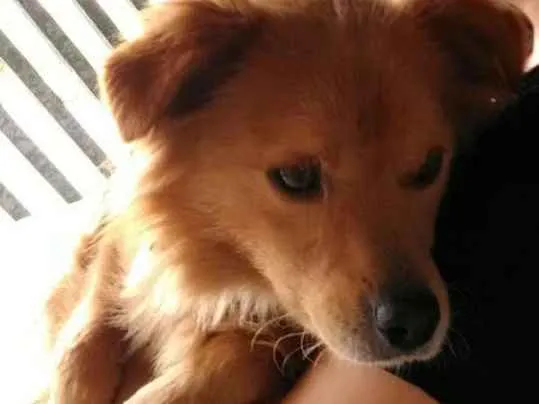 Cachorro ra a Dourado idade 1 ano nome Bob
