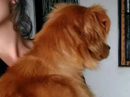 Cachorro ra a Dourado idade 1 ano nome Bob