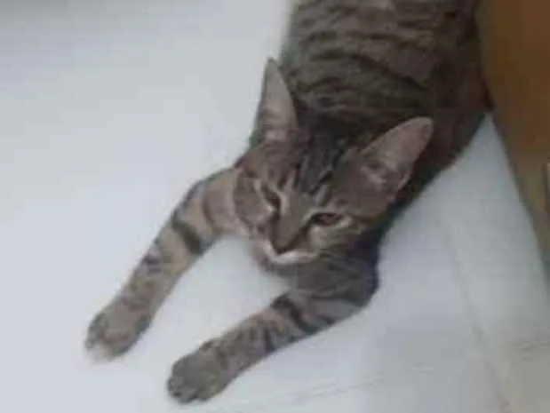 Gato ra a Sem raça definida  idade 2 a 6 meses nome Tigresa