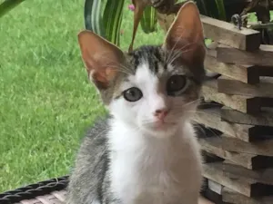 Gato raça Sem raça idade 2 a 6 meses nome SemNome