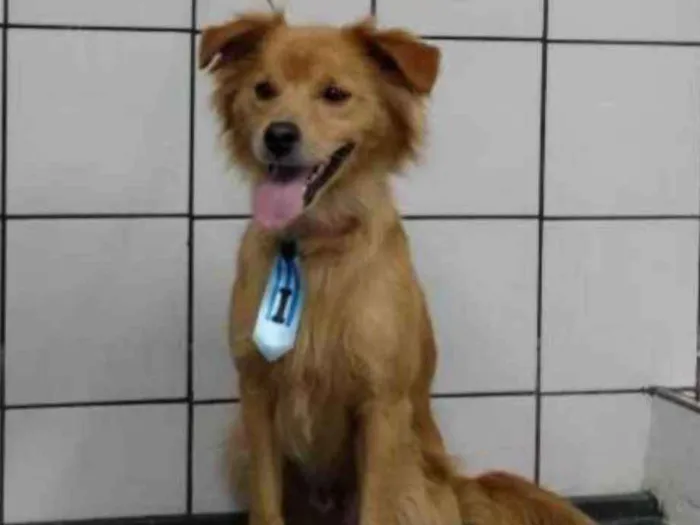 Cachorro ra a Dourado idade 1 ano nome Bob